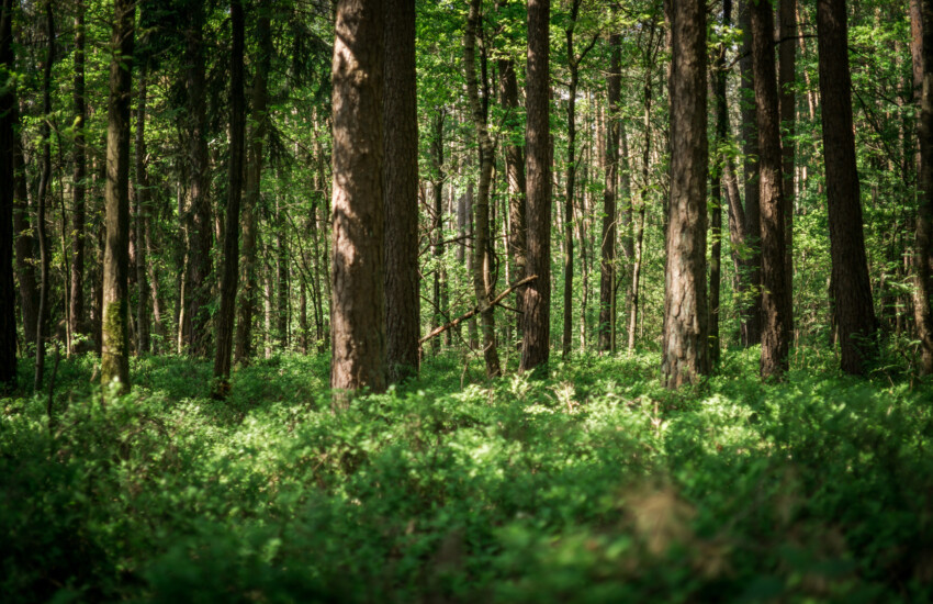 Forêt Fairview : victoire citoyenne pour l’accès à l’information environnementale | Communiqué