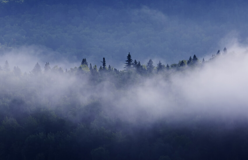 foret vue du ciel avec brouillard au premier plan