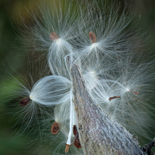 Swamp Milkweed Seed Head Swamp milkweed seed head macro.